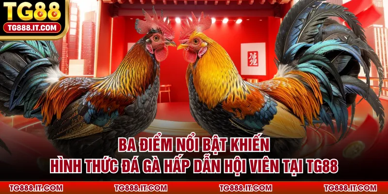 Ba điểm nổi bật khiến hình thức đá gà hấp dẫn hội viên tại TG88