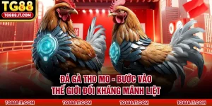 Đá Gà Tho Mo - Bước Vào Thế Giới Đối Kháng Mãnh Liệt